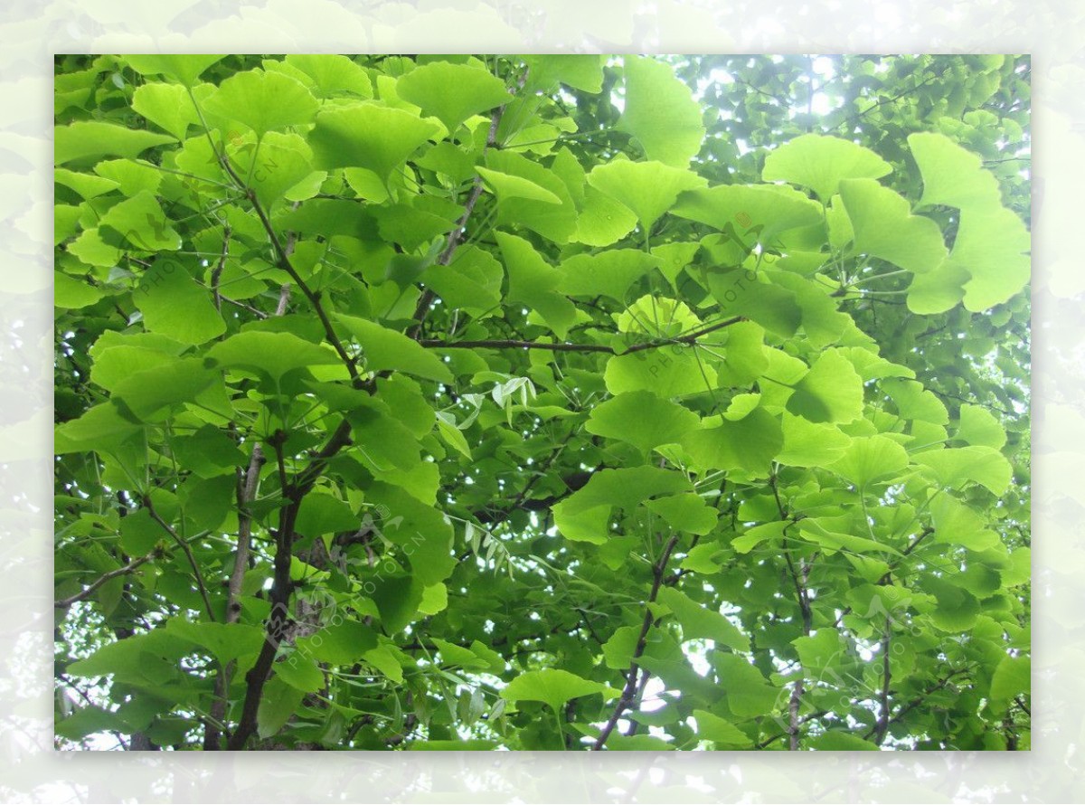 美丽绿色树叶图片