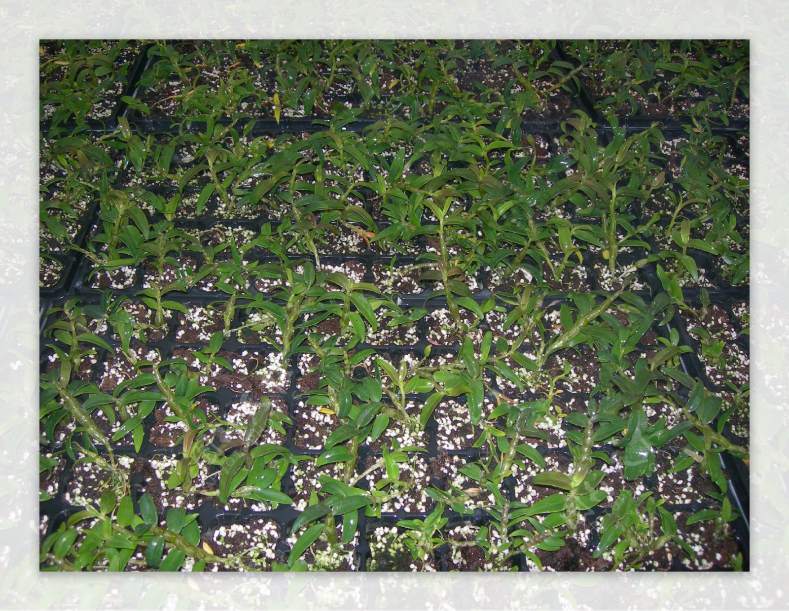 铁皮石斛的培养种植图片