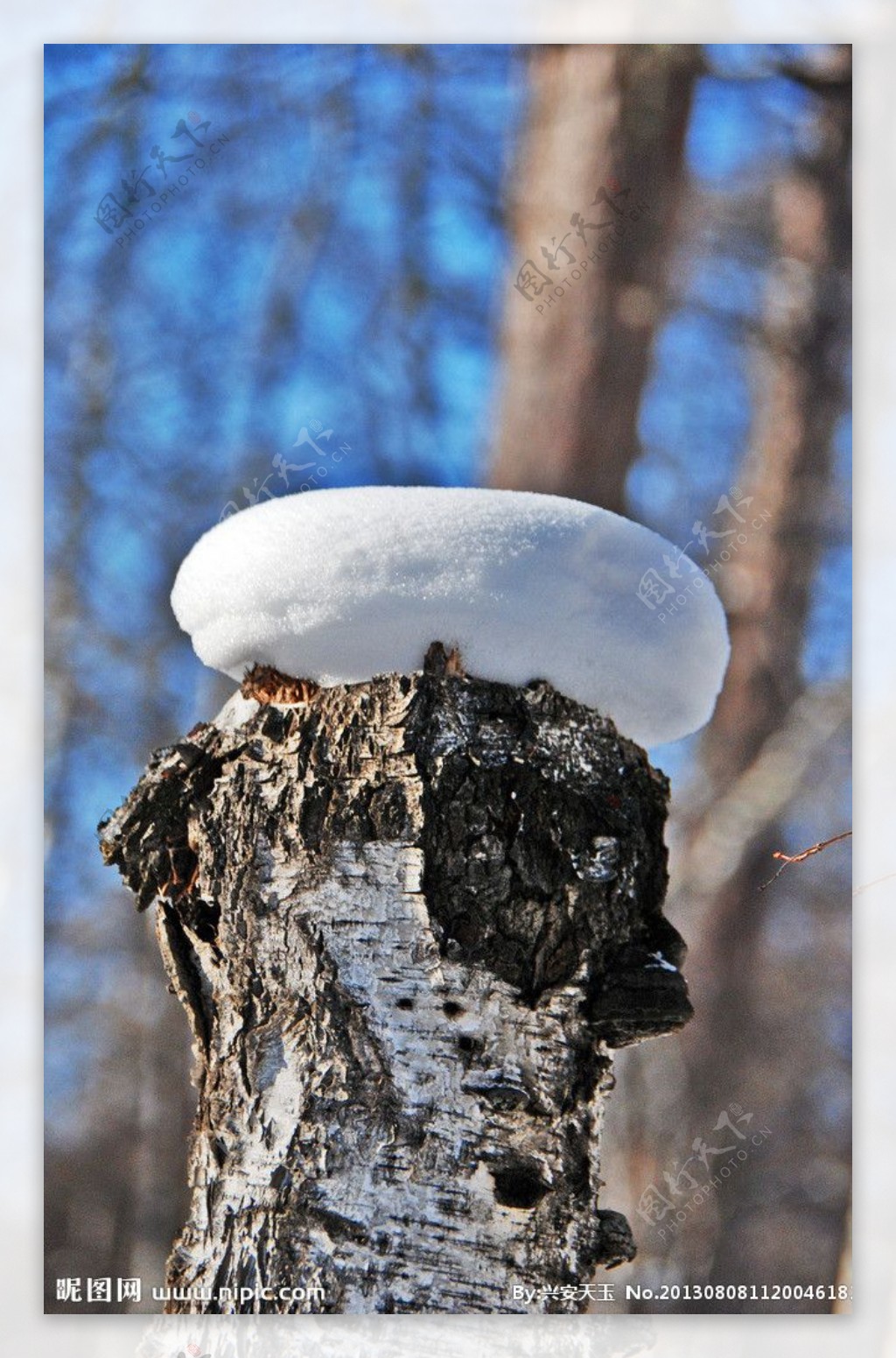 冬天的树墩子图片