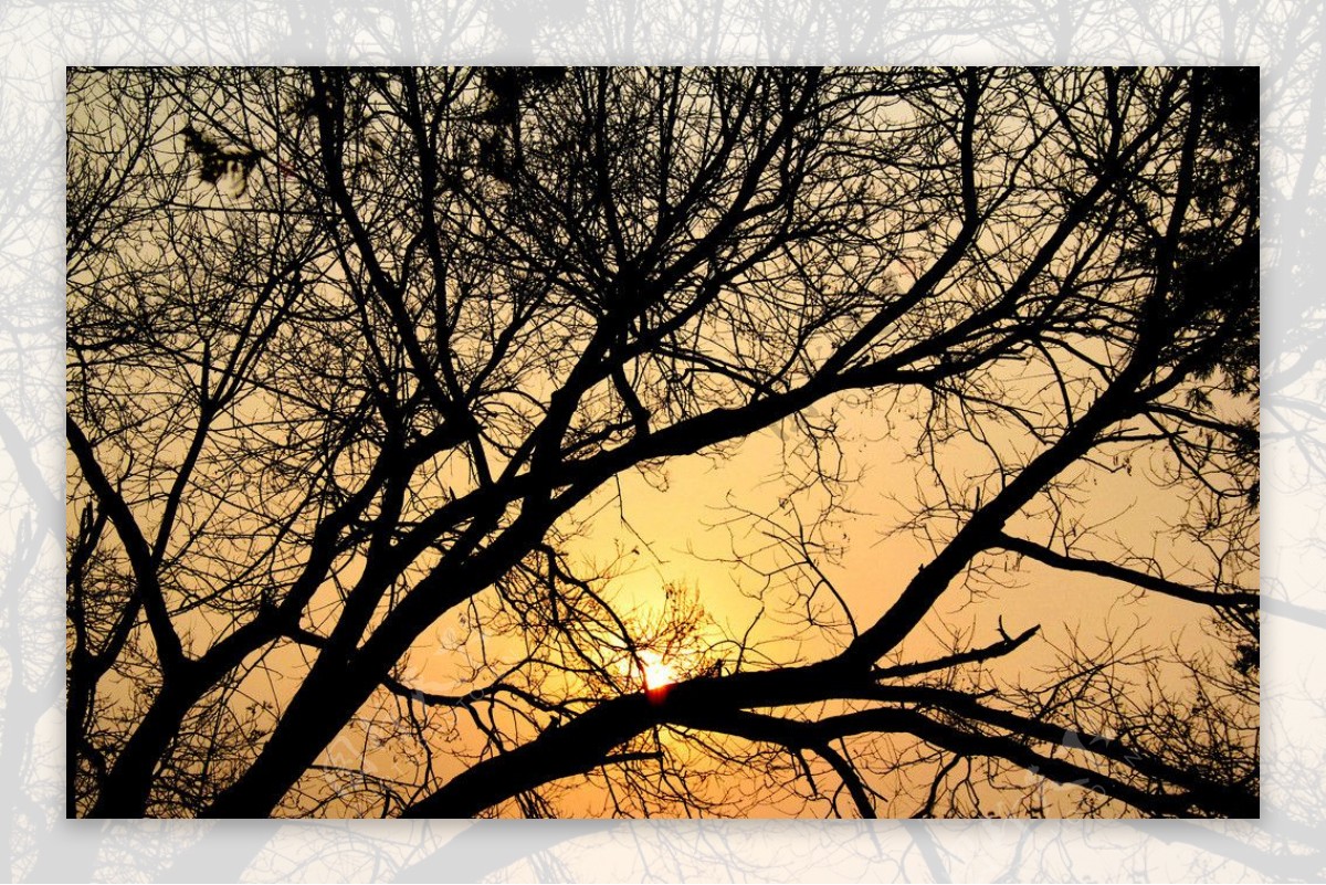 黄昏树剪影图片