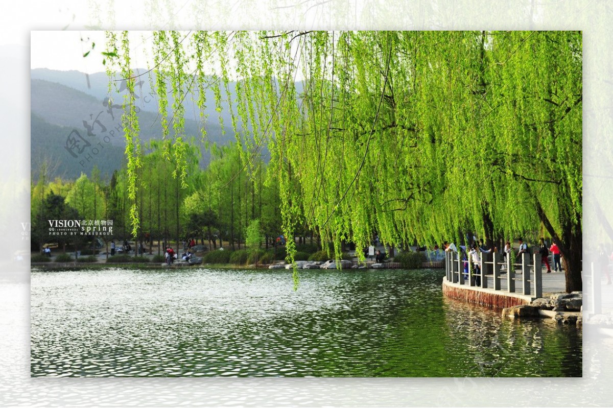 北京植物园春色图片素材-编号04556496-图行天下