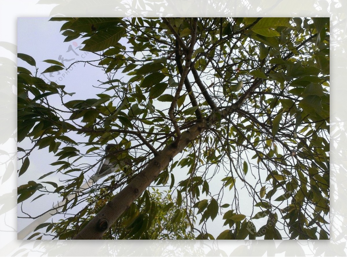 白玉兰树图片