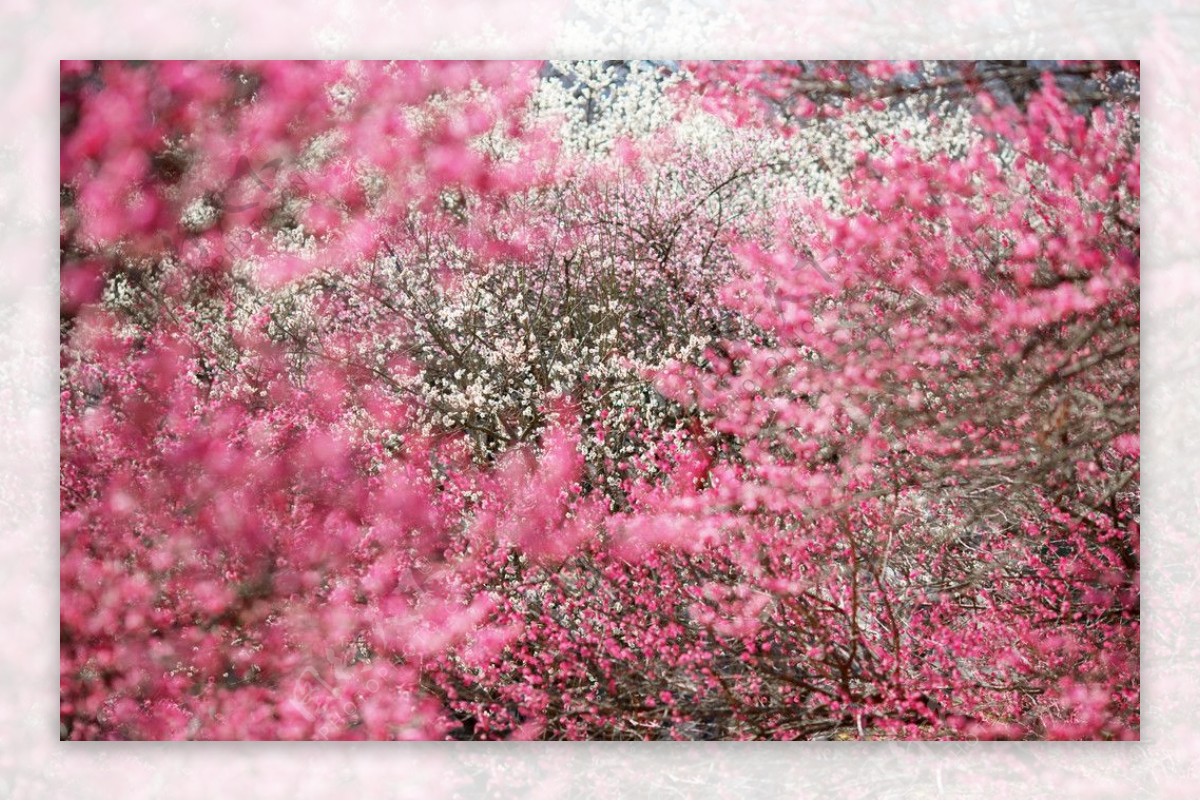 神奈川梅花果园的红梅图片