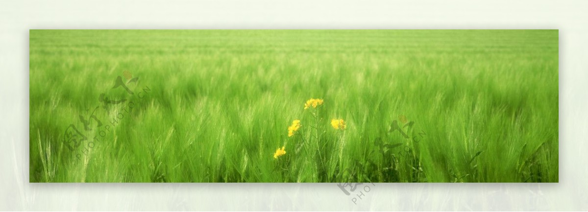 草原黄花图片