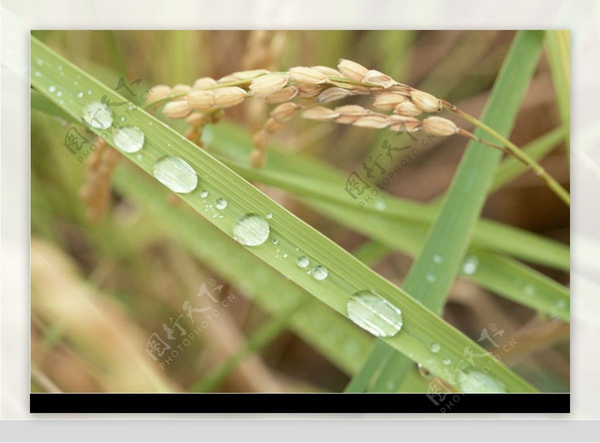 水稻稻穗图片