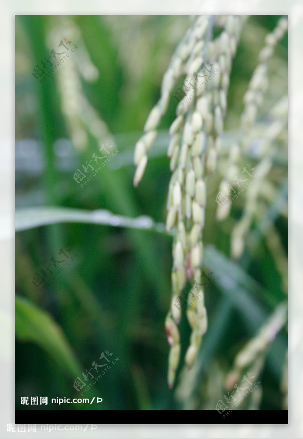 水稻背景图片