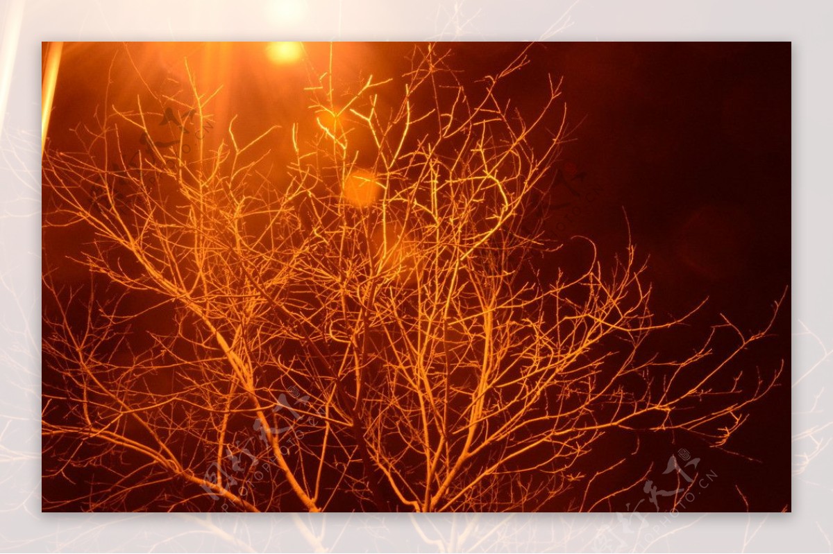 夜晚的树图片
