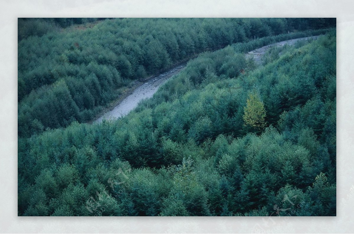 茂密森林河流图片