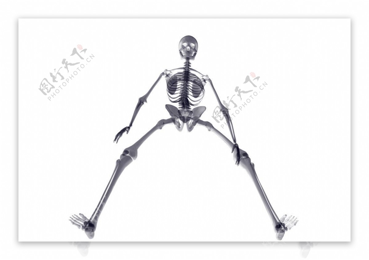 人体骨骼图片