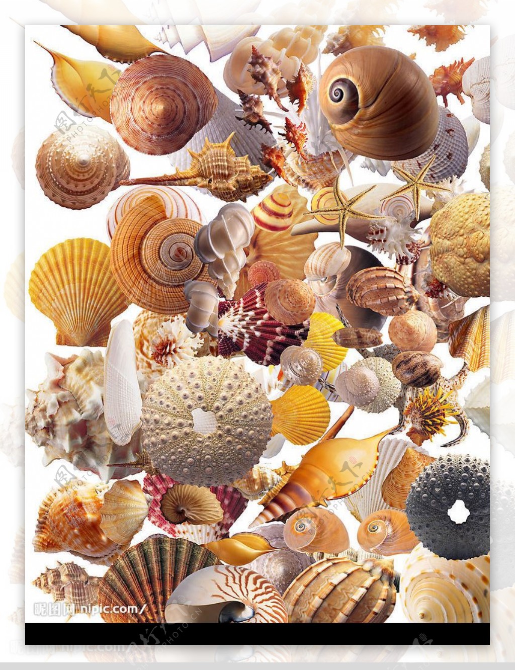 贝壳海星海螺海产素材图片