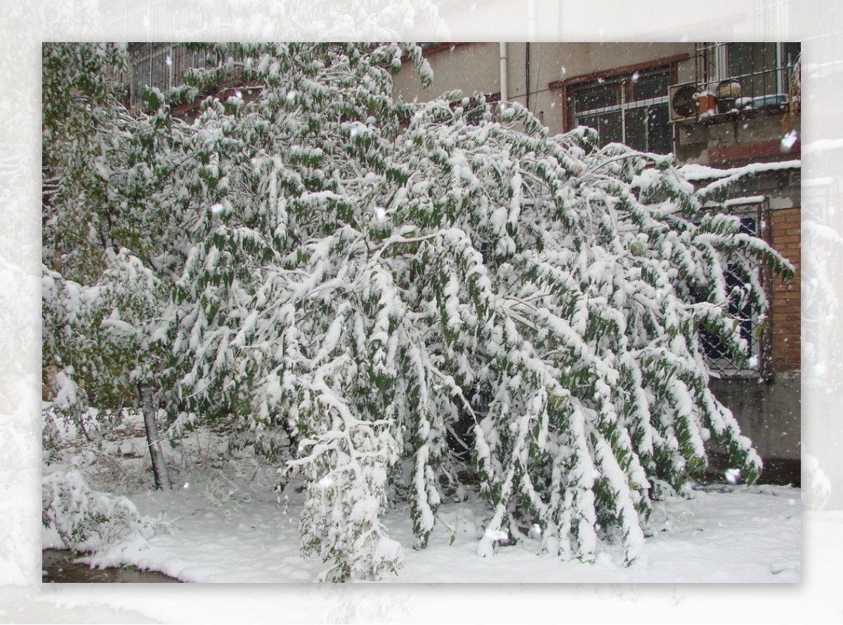 第一场雪图片