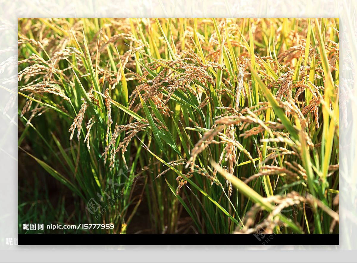 水稻水稻小麦粮食图片
