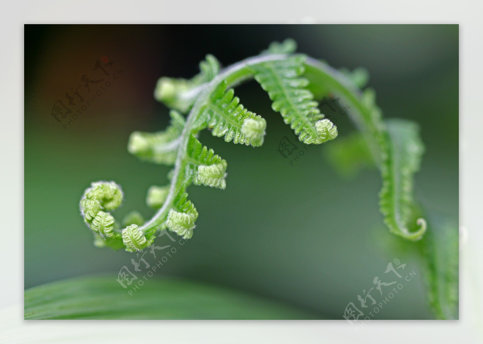 蕨类植物图片