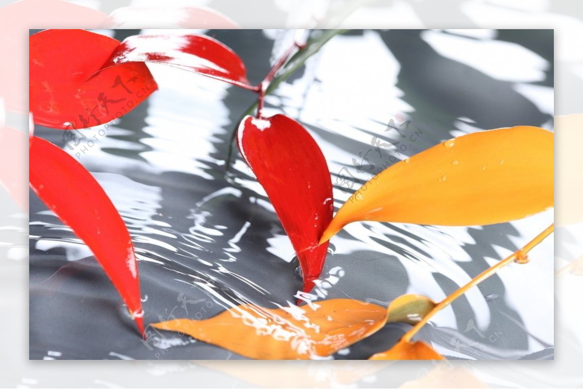 水中红叶树叶图片