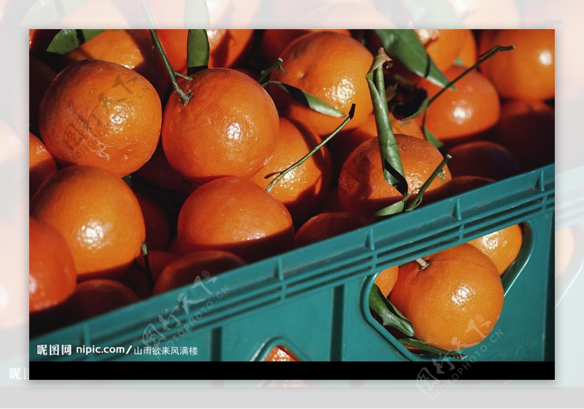蔬菜水果类柑橘图片