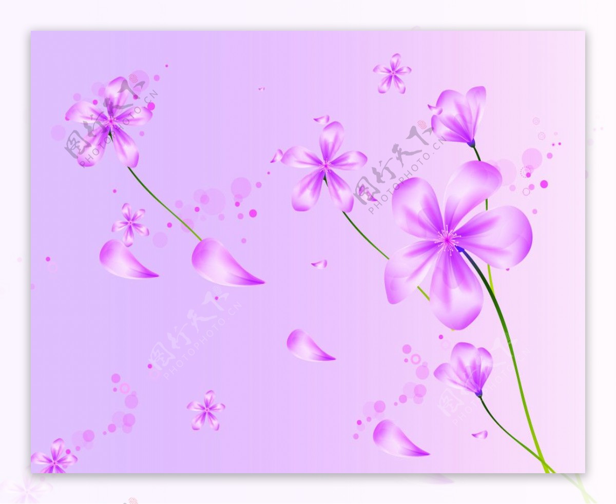 旅行中的紫色花朵儿图片
