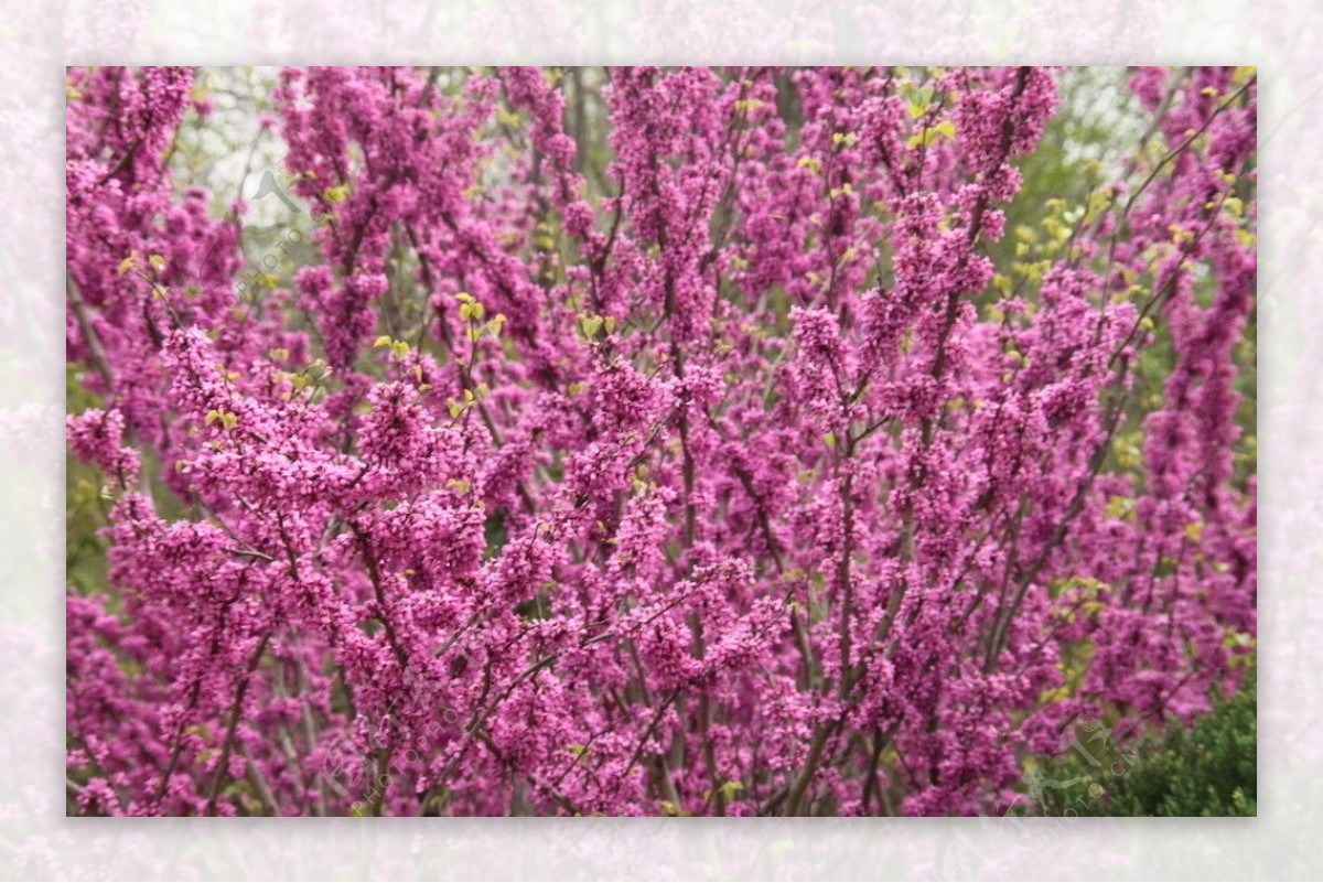 粉红花林图片