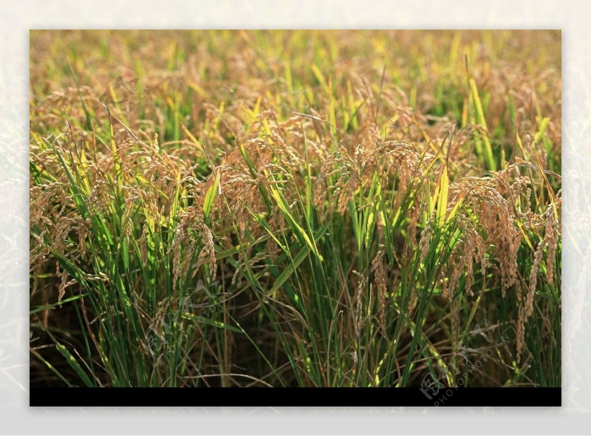 水稻稻谷稻穗图片