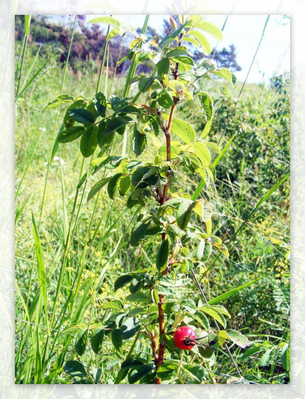 野刺玫果图图片