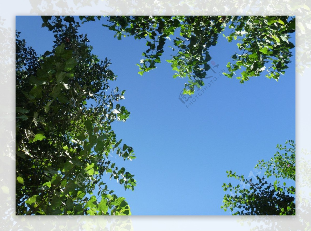 蓝天绿树图片