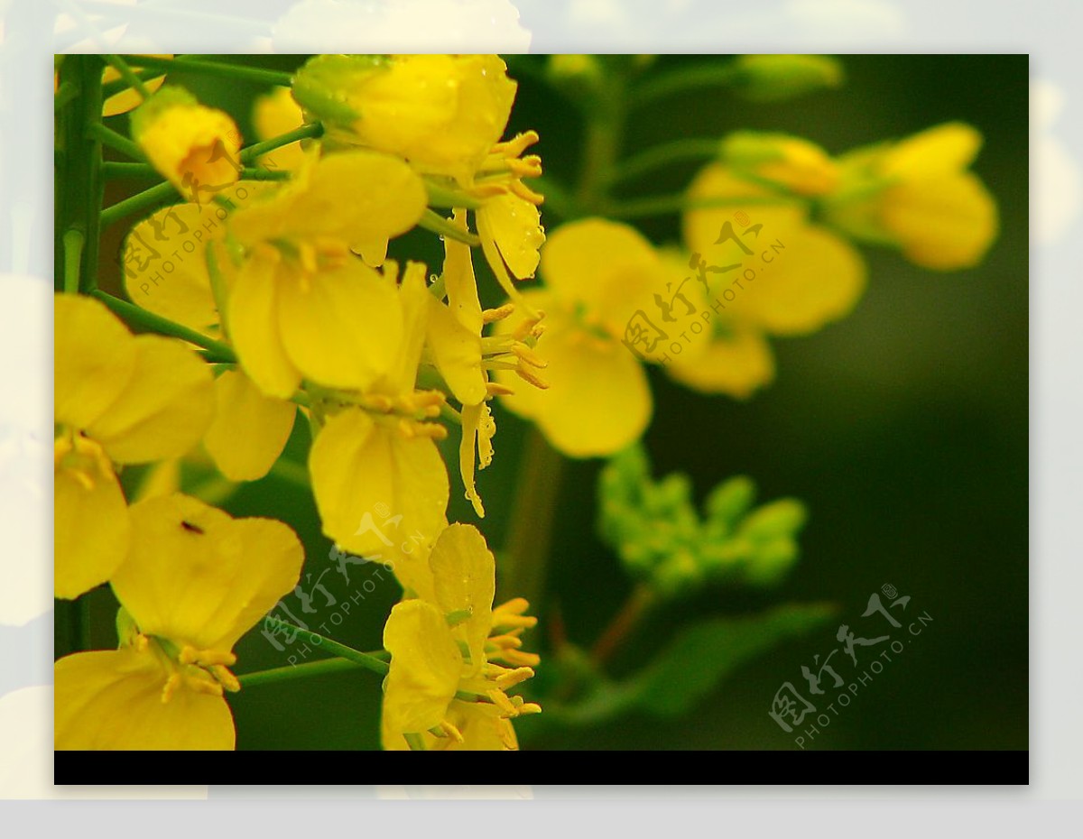 油菜花香六图片