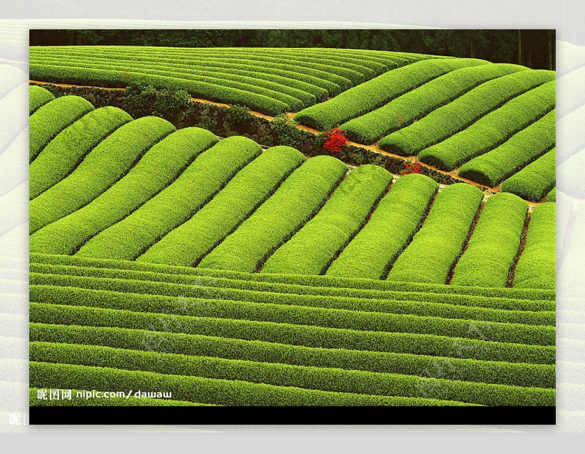 农田玉米白菜黄豆水稻图片