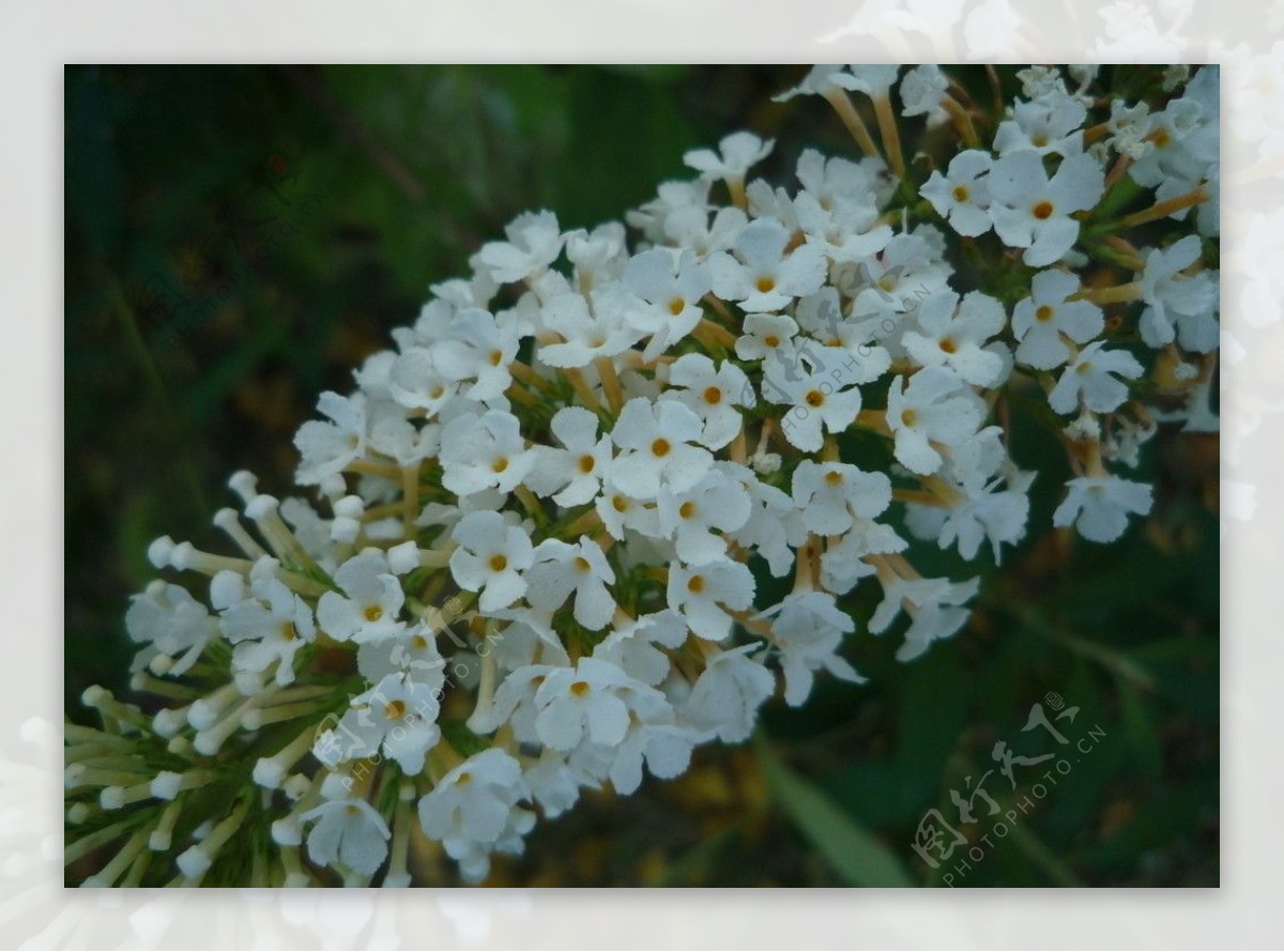 白色小花图片