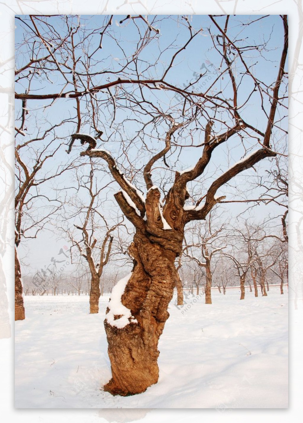 雪中枣树图片