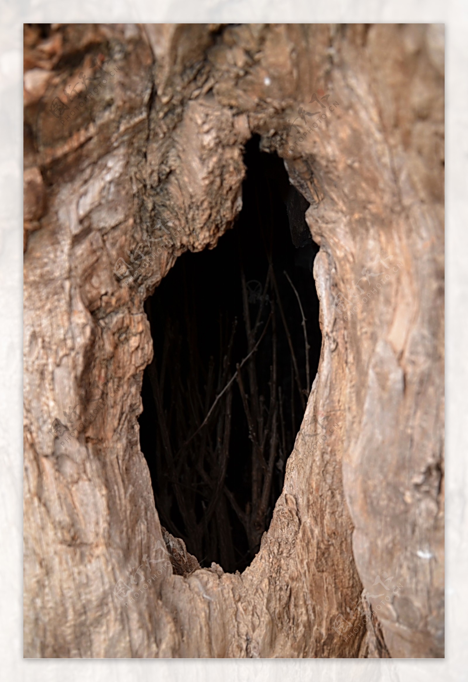 奇树老树洞里的树枝图片