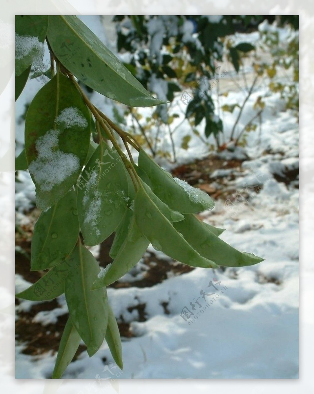 初雪压枝头图片