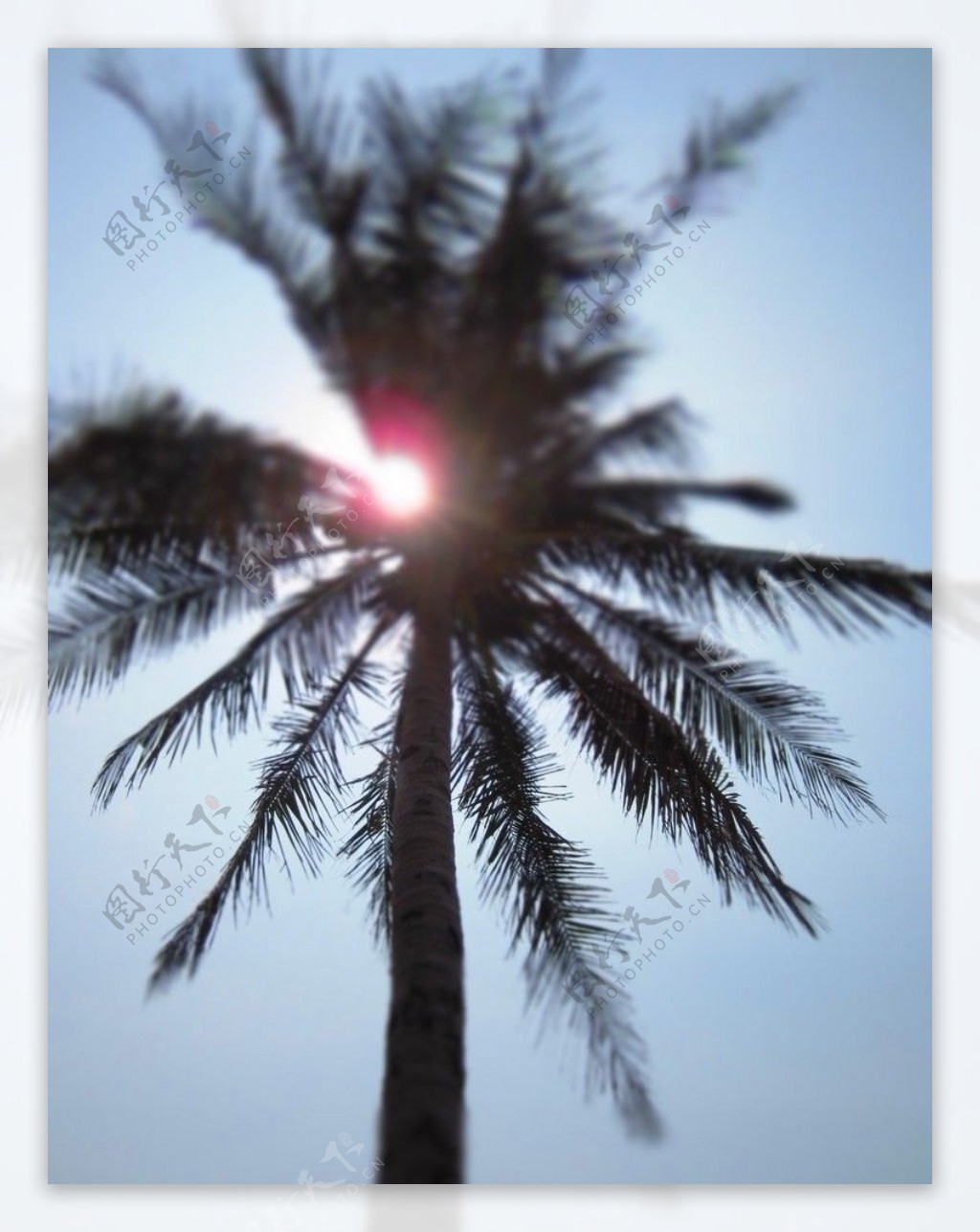 椰子树|摄影|修图/后期|皇桑 - 原创作品 - 站酷 (ZCOOL)
