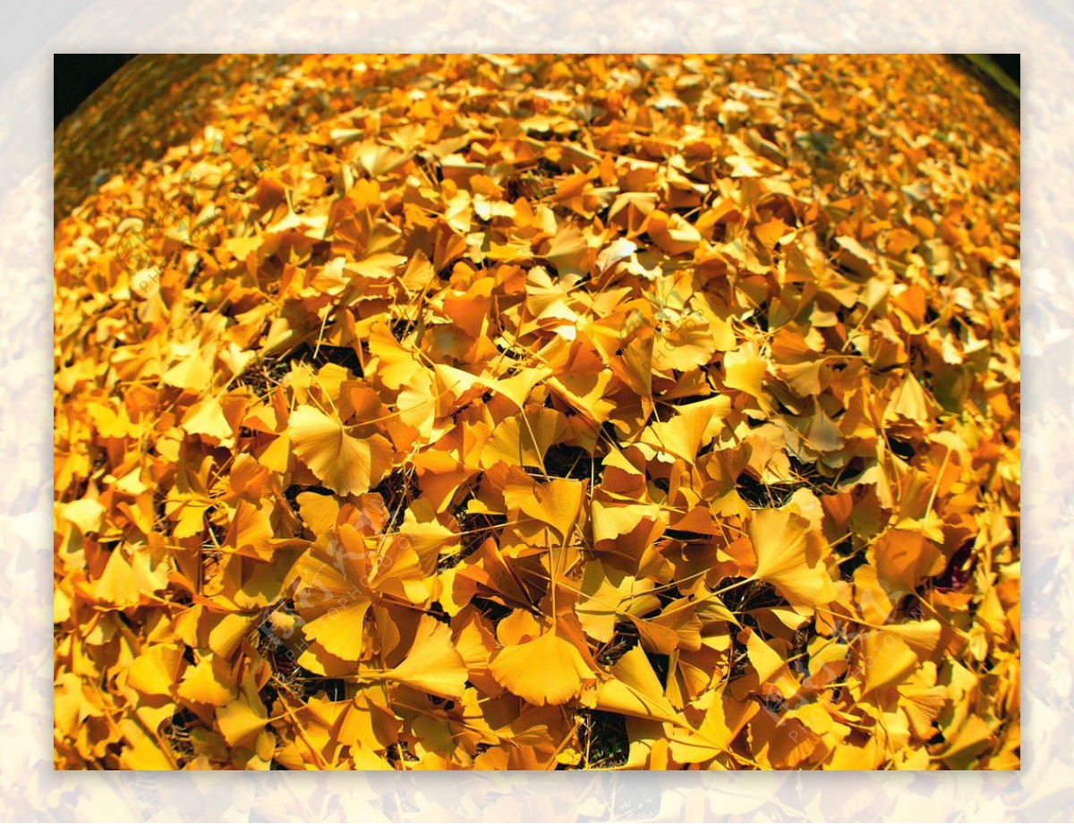 秋天金黄银杏叶子图片