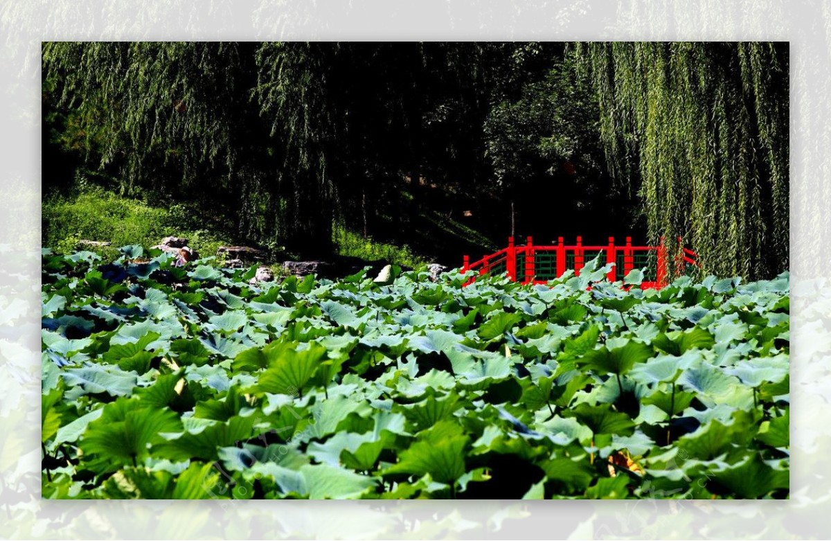 圆明园风景图片