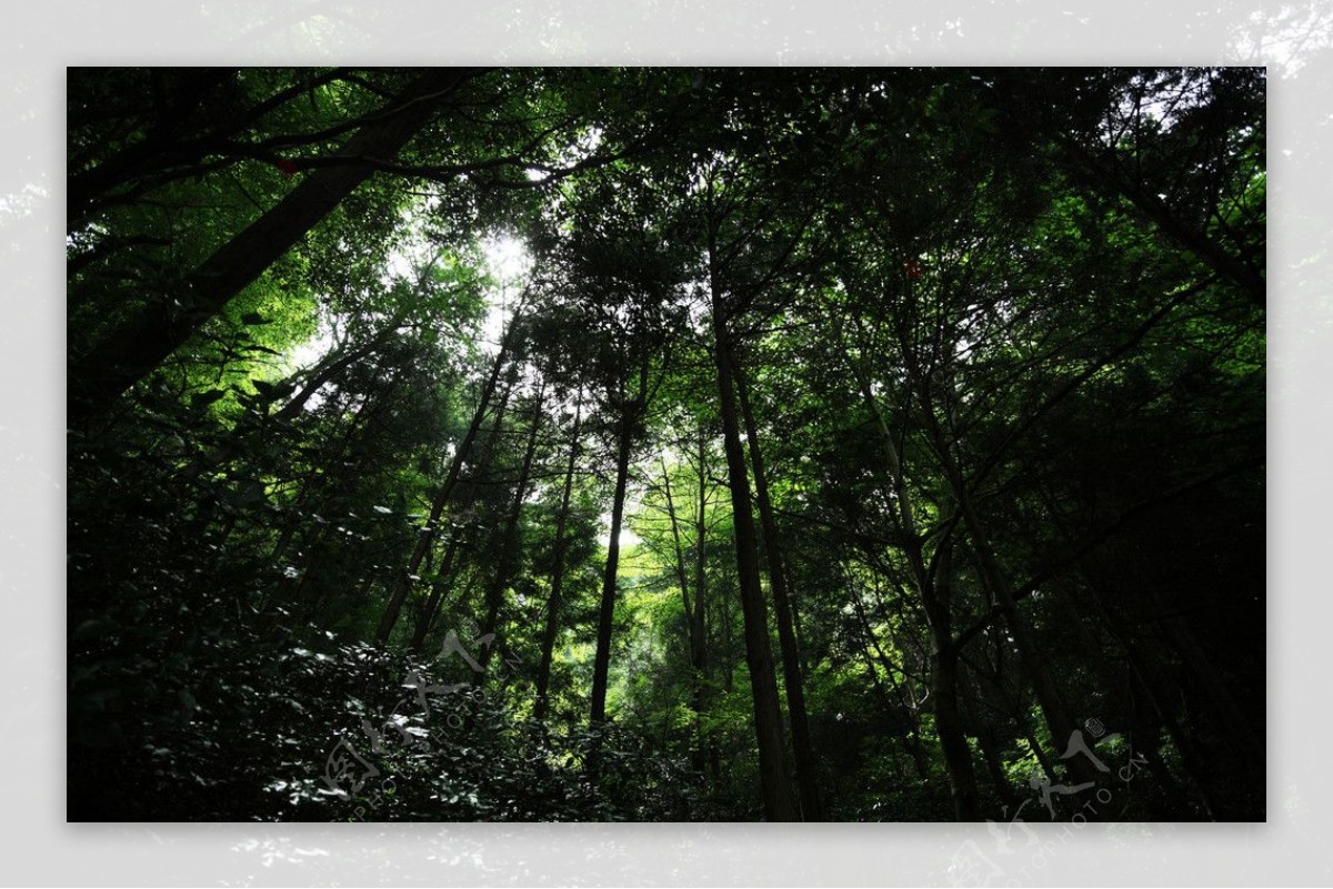 陽光樹林图片