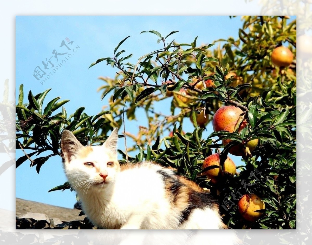 石榴与猫图片