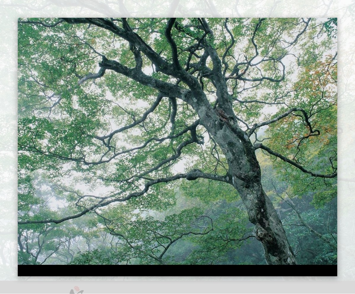 枝繁叶茂的树木图片