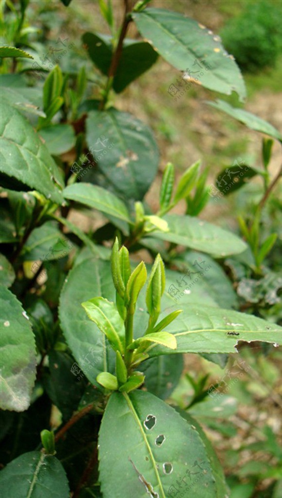 茶叶春茶山茶特写芽尖图片