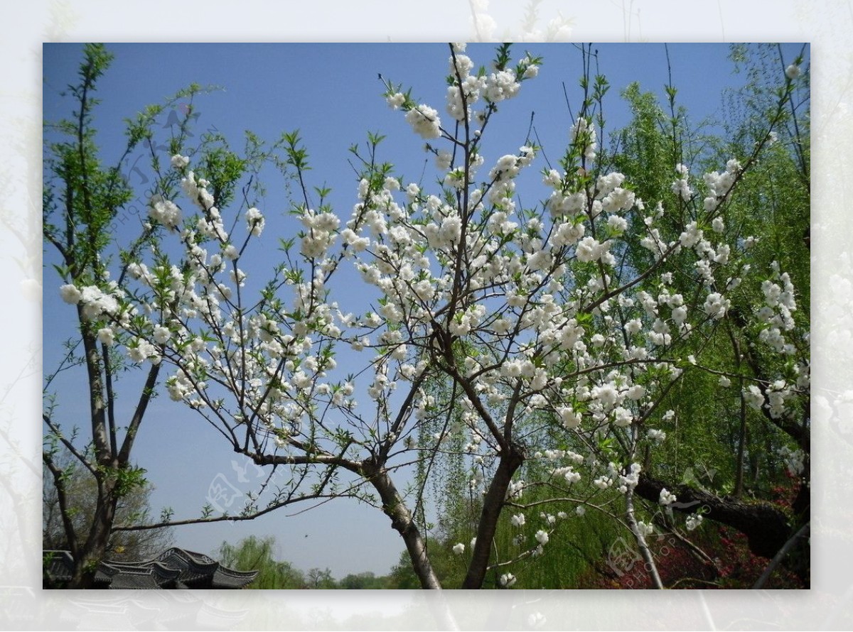 白色桃花图片