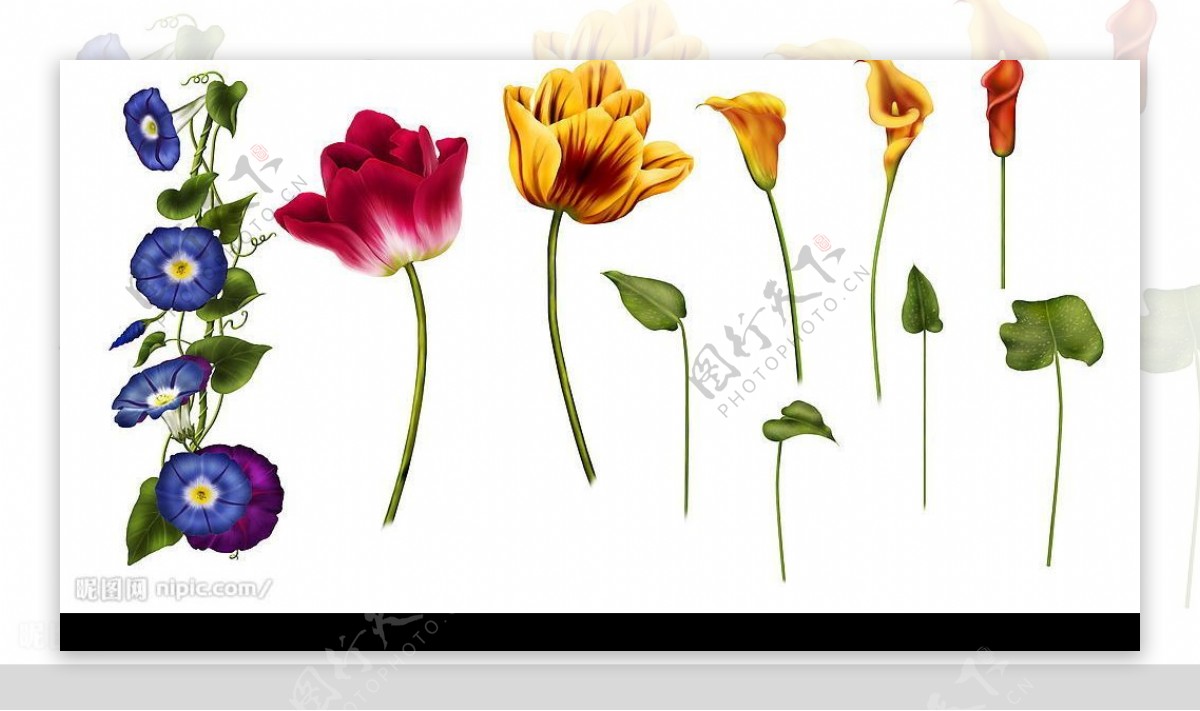 PSD精美花卉素材图片
