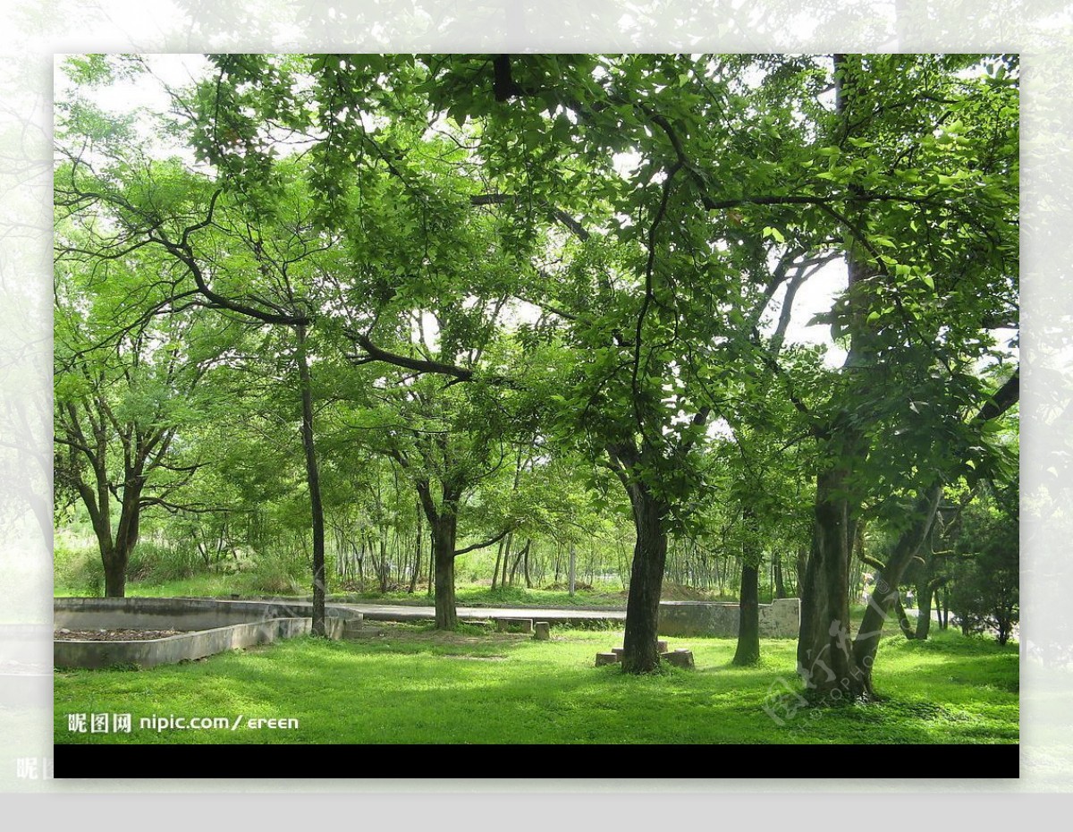 嫩绿的枫树三图片
