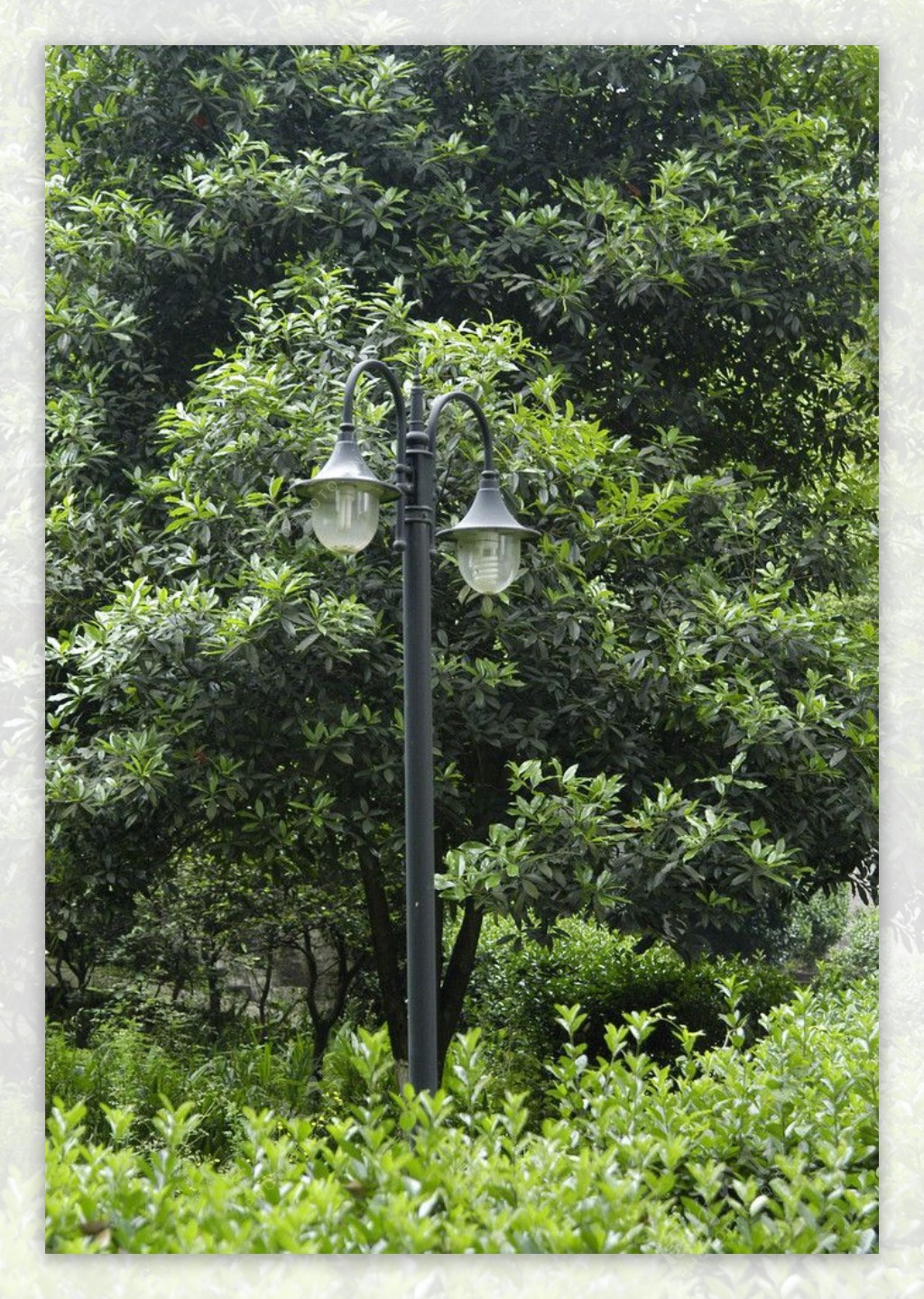 树林路灯图片