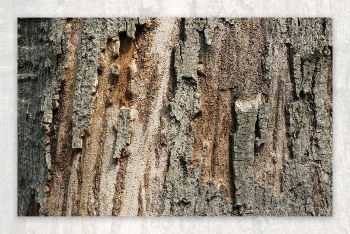 树皮背景素材图片
