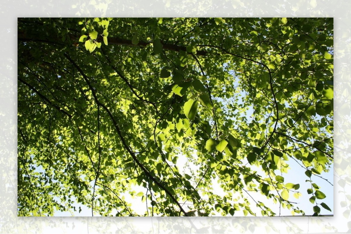 绿色的树叶图片