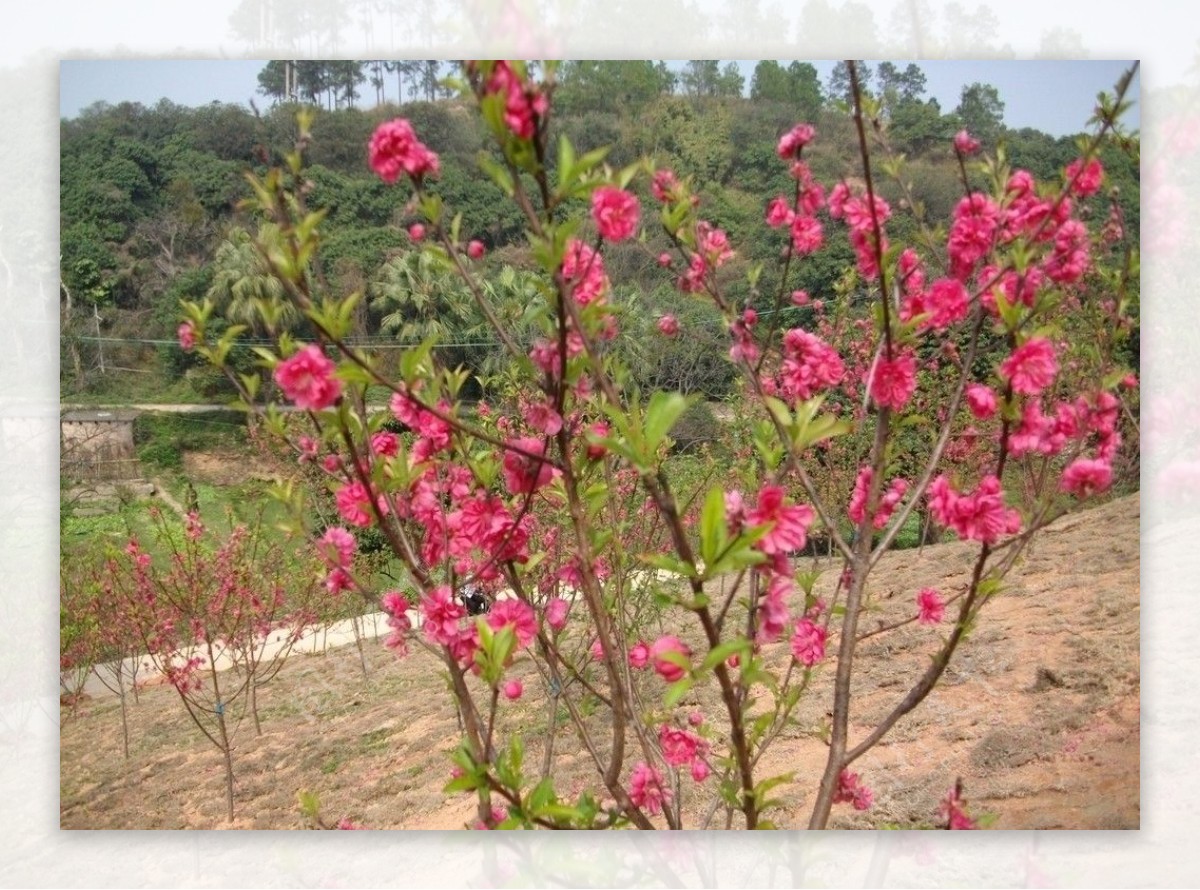 桃花朵朵开图片