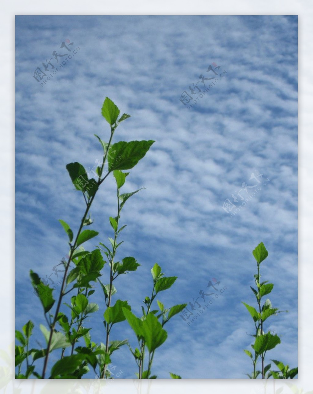 蓝色天空波纹状云绿色植物图片