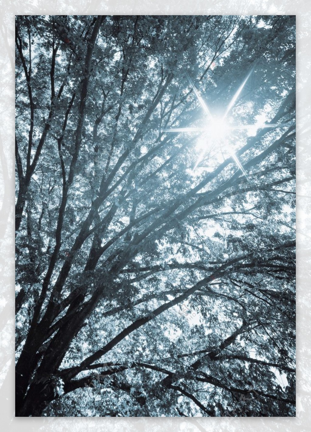 透过树梢的阳光图片