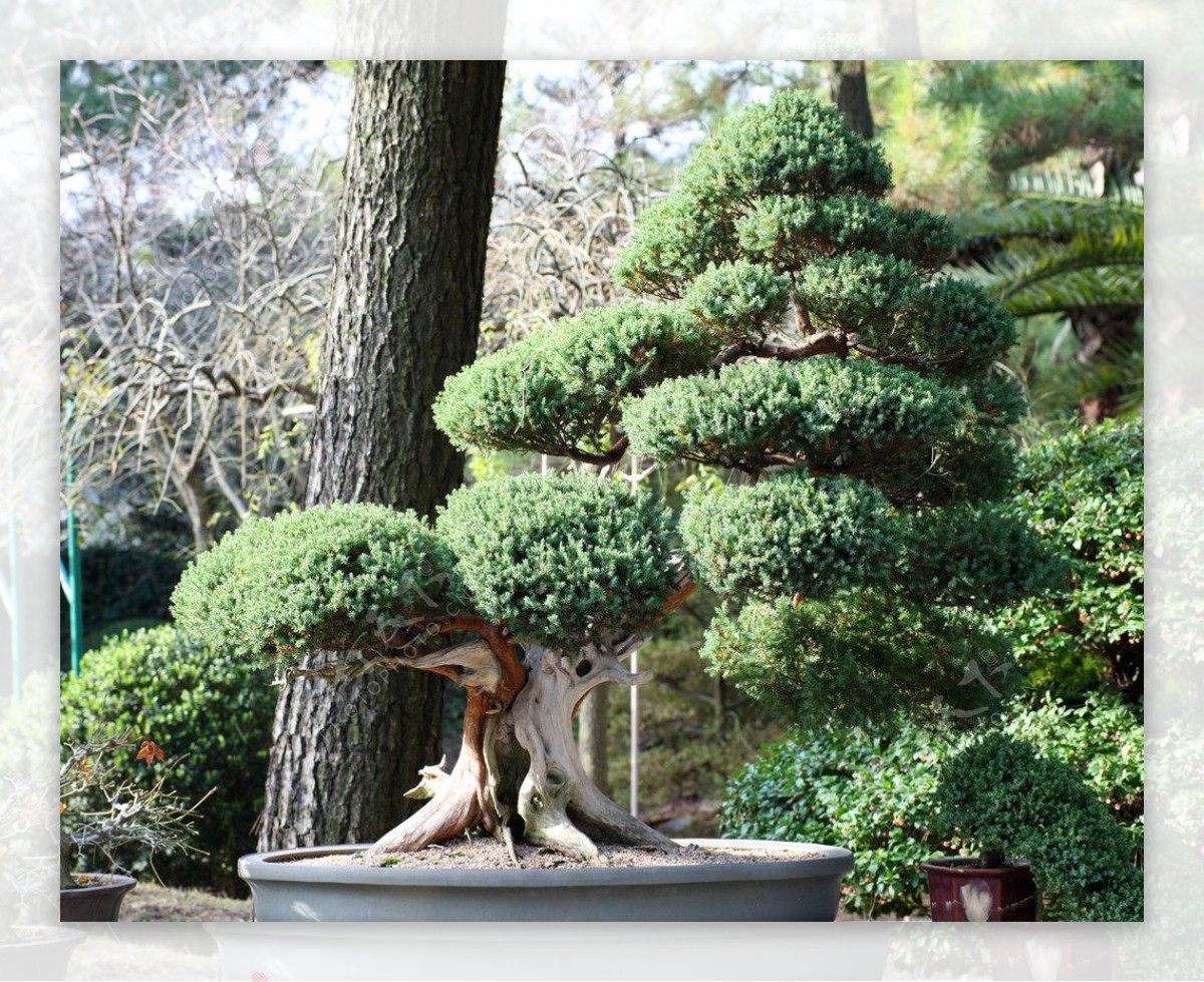 盆景小树图片