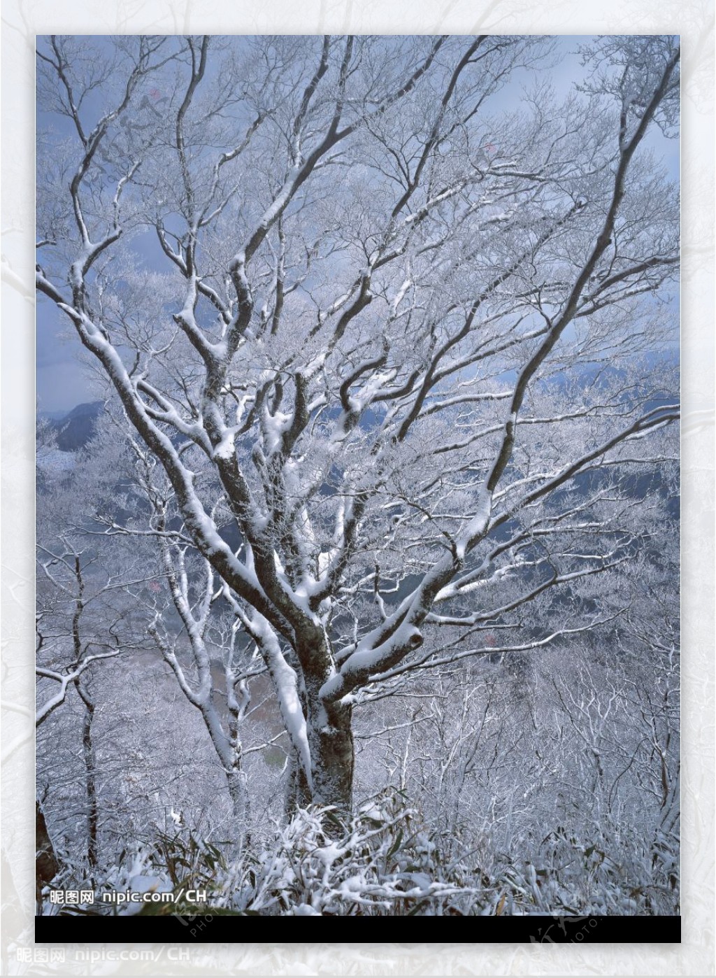 雪中的树木图片