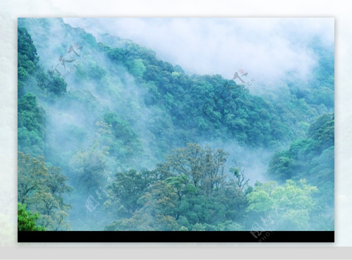 森林云海图片