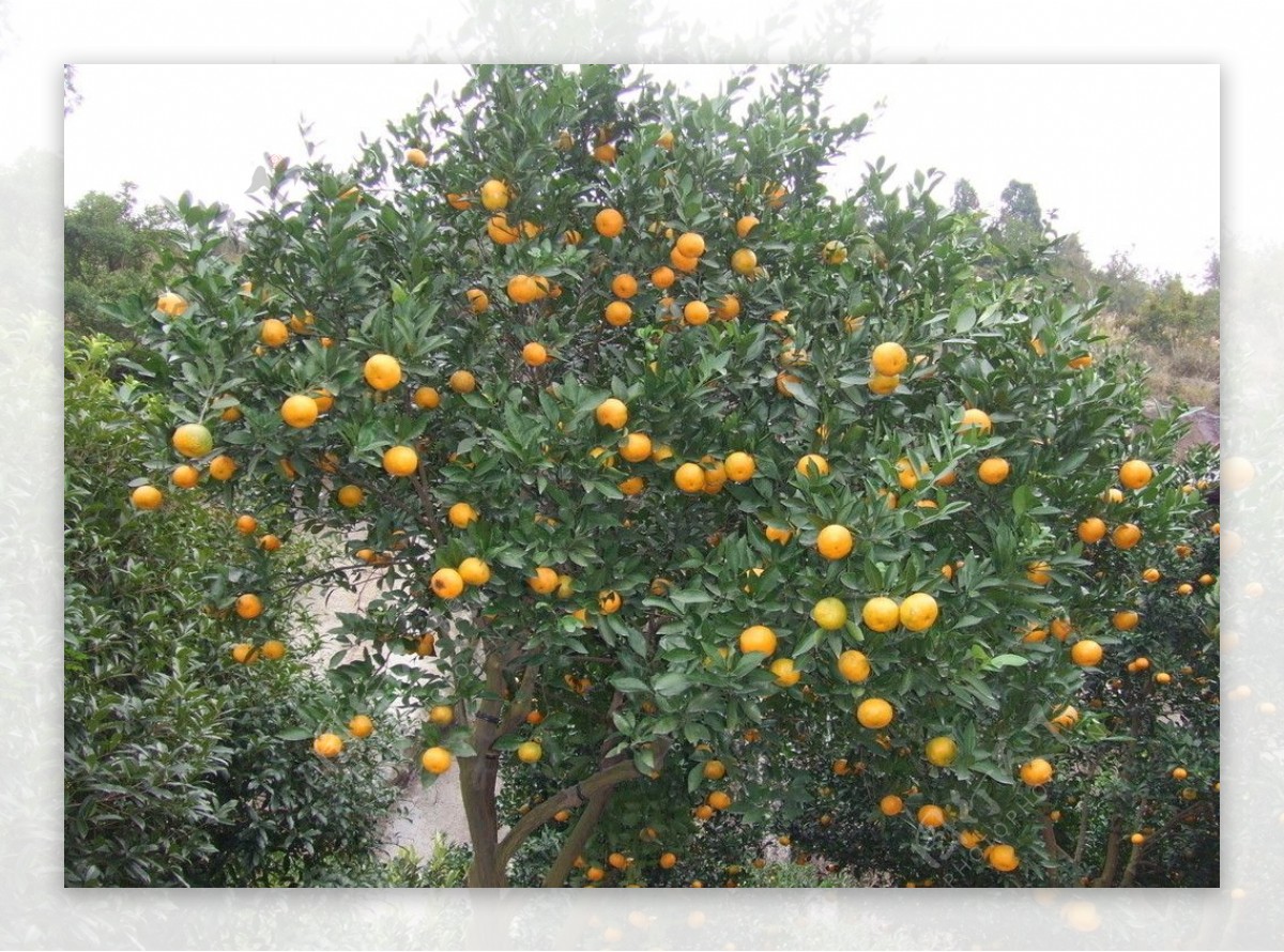 台州黄岩蜜橘图片